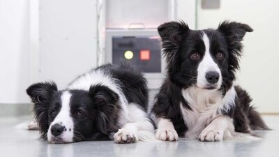 Border Collie: Border Collies are highly energetic and intelligent dogs that excel in agility, obedience, and other canine sports. They are often used as herding dogs and can learn complex tasks quickly. (File photo) Border Collie: Border Collies are highly energetic and intelligent dogs that excel in agility, obedience, and other canine sports. They are often used as herding dogs and can learn complex tasks quickly. (File photo)