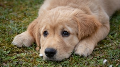 Golden Retriever: Golden Retrievers are friendly, intelligent, and highly trainable dogs. They excel in obedience, agility, and other canine sports and are often used as therapy dogs. (Pixabay) Golden Retriever: Golden Retrievers are friendly, intelligent, and highly trainable dogs. They excel in obedience, agility, and other canine sports and are often used as therapy dogs. (Pixabay)