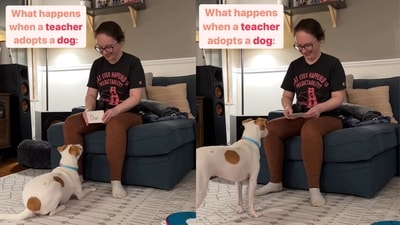 The image, taken from the viral video, shows a dog performing tricks after looking at cards. (Instagram/@lunathetrickdog)