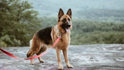German Shepherd: German Shepherds are intelligent, loyal, and highly trainable. They are often used as police dogs, search and rescue dogs, and service dogs due to their ability to learn and perform complex tasks. (Unsplash) German Shepherd: German Shepherds are intelligent, loyal, and highly trainable. They are often used as police dogs, search and rescue dogs, and service dogs due to their ability to learn and perform complex tasks. (Unsplash)