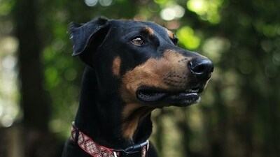 Doberman Pinscher: Doberman Pinschers are highly intelligent and eager to please their owners. They are often used as police dogs and excel in obedience and agility competitions. (Pexels) Doberman Pinscher: Doberman Pinschers are highly intelligent and eager to please their owners. They are often used as police dogs and excel in obedience and agility competitions. (Pexels)