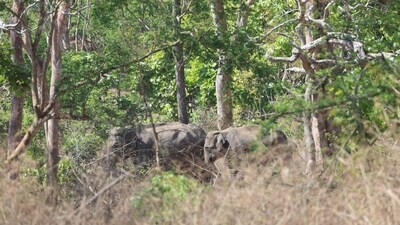 PM Modi shared some glimpses of the animals he spotted at the Bandipur Tiger Reserve. (Twitter/@narendramodi) PM Modi shared some glimpses of the animals he spotted at the Bandipur Tiger Reserve. (Twitter/@narendramodi)