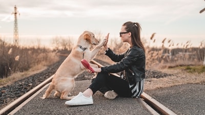 Dogs are known for their intelligence and ability to learn, but some breeds are more trainable than others. Whether you're looking for a dog to compete in agility trials or just want a pet that will obey your commands, it's important to choose a breed that is easy to train. Here are the top 5 most trainable dog breeds: (Unsplash) Dogs are known for their intelligence and ability to learn, but some breeds are more trainable than others. Whether you're looking for a dog to compete in agility trials or just want a pet that will obey your commands, it's important to choose a breed that is easy to train. Here are the top 5 most trainable dog breeds: (Unsplash)