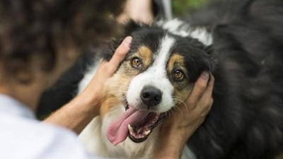 According to a new study, young dog owners react well when their pet pup misbehaves. (Getty Images/For representation) According to a new study, young dog owners react well when their pet pup misbehaves. (Getty Images/For representation)