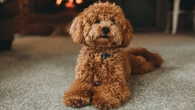 Poodle: Poodles are highly intelligent and have a strong desire to please their owners. They excel in obedience and agility competitions and are often used as therapy dogs. (Unsplash) Poodle: Poodles are highly intelligent and have a strong desire to please their owners. They excel in obedience and agility competitions and are often used as therapy dogs. (Unsplash)
