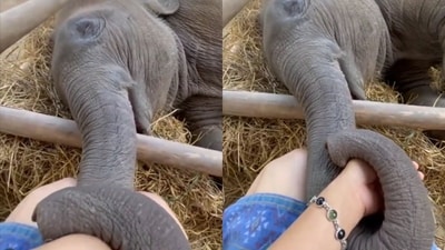 Baby elephant trying to dose off while holding onto its caretaker’s hand. (Twitter/@buitengebieden) Baby elephant trying to dose off while holding onto its caretaker’s hand. (Twitter/@buitengebieden)
