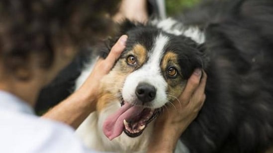 According to a new study, young dog owners react well when their pet pup misbehaves. (Getty Images/For representation)