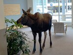 A moose entered a hospital In Alaska and ate potted plants. A moose entered a hospital In Alaska and ate potted plants.