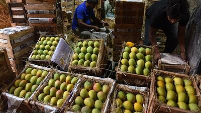“There are often mangoes from Karnataka, Andhra Pradesh and other areas which are passed off as Ratnagiri or Devgad alphonsos which are high in demand. The GI tagging ensures the customers get the real stuff from the Konkan region and cannot be taken for a ride,” Sanjay Pansare, APMC director (fruit), said. (HT PHOTO) “There are often mangoes from Karnataka, Andhra Pradesh and other areas which are passed off as Ratnagiri or Devgad alphonsos which are high in demand. The GI tagging ensures the customers get the real stuff from the Konkan region and cannot be taken for a ride,” Sanjay Pansare, APMC director (fruit), said. (HT PHOTO)