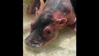 A baby hippopotamus was born at Chhatbir zoo after a gap of 15 years. (HT Photo) A baby hippopotamus was born at Chhatbir zoo after a gap of 15 years. (HT Photo)