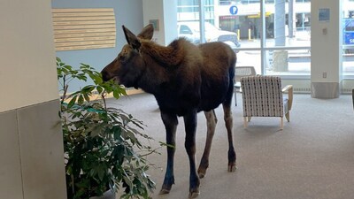 A moose entered a hospital In Alaska and ate potted plants. (Facebook/@Providence Alaska) A moose entered a hospital In Alaska and ate potted plants. (Facebook/@Providence Alaska)