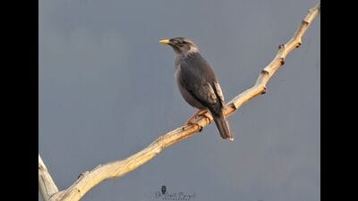 The Burmese Hybrid Myna clicked by Dr Arpit Bansal at Namdapha National Park in Arunachal Pradesh. (Sourced) The Burmese Hybrid Myna clicked by Dr Arpit Bansal at Namdapha National Park in Arunachal Pradesh. (Sourced)