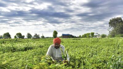 The government expects only a “marginal” loss in wheat output due to untimely rain last month and the world’s second largest grower is still on track to harvest 112 million tonne, Union food secretary Sanjeev Chopra said on March 4. (HT) The government expects only a “marginal” loss in wheat output due to untimely rain last month and the world’s second largest grower is still on track to harvest 112 million tonne, Union food secretary Sanjeev Chopra said on March 4. (HT)