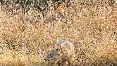 While golden jackals can be seen quite frequently in the southern ridge — an extension of the Aravallis — they are a rare sighting along the Yamuna floodplains, according to experts. (courtesy: yamuna biodiversity park) While golden jackals can be seen quite frequently in the southern ridge — an extension of the Aravallis — they are a rare sighting along the Yamuna floodplains, according to experts. (courtesy: yamuna biodiversity park)