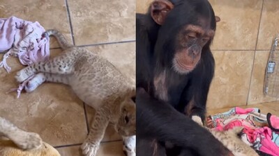 Chimpanzee plays with lion cubs. (Instagram/@Landon Scherr) Chimpanzee plays with lion cubs. (Instagram/@Landon Scherr)