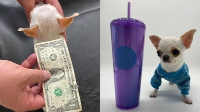 Guinness World Records crowned Pearl, a two-year-old female Chihuahua, as the shortest dog in the world. (Guinness World Records )