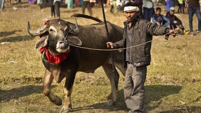 The first day of the festival is known as Goru Bihu and it is dedicated to cattle and farm animals. In rural Assam, these animals are taken to a pond and given a bath with a paste made of turmeric and black gram.&nbsp; (AP)