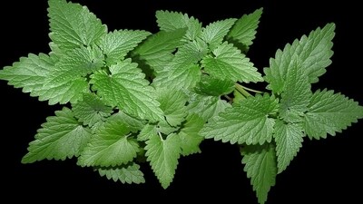 Reduces stress levels: Mint has a strong, refreshing smell that can ease stress and refresh the body and mind. The apoptogenic activity of mint helps regulate the cortisol levels in the blood that triggers the body's natural response to ease the stress. (Pixabay) Reduces stress levels: Mint has a strong, refreshing smell that can ease stress and refresh the body and mind. The apoptogenic activity of mint helps regulate the cortisol levels in the blood that triggers the body's natural response to ease the stress. (Pixabay)