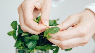 Eases digestion: The essential oils of mint stimulate digestive enzymes to increase the bile flow and promote digestion. It also helps in improved nutrient absorption from the food. When the body can assimilate and absorb nutrients properly, your metabolism increases. The increase in metabolism promotes weight loss. (Pexels) Eases digestion: The essential oils of mint stimulate digestive enzymes to increase the bile flow and promote digestion. It also helps in improved nutrient absorption from the food. When the body can assimilate and absorb nutrients properly, your metabolism increases. The increase in metabolism promotes weight loss. (Pexels)