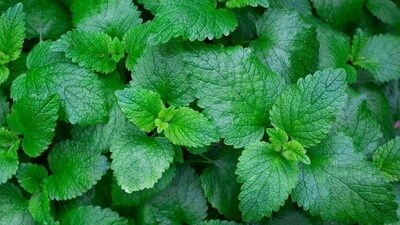 Cough and cold remedy: Mint contains menthol. This is an aromatic decongestant that might help to break up phlegm and mucus, making it easier to expel. (Unsplash) Cough and cold remedy: Mint contains menthol. This is an aromatic decongestant that might help to break up phlegm and mucus, making it easier to expel. (Unsplash)