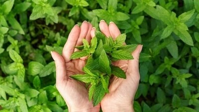 Good for controlling blood pressure: Menthol, the main component of mint, could reduce 24-hour mean arterial systolic and diastolic blood pressure in spontaneous hypertensive (Freepik) Good for controlling blood pressure: Menthol, the main component of mint, could reduce 24-hour mean arterial systolic and diastolic blood pressure in spontaneous hypertensive (Freepik)