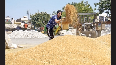 on Monday, 60,000-tonne grain arrived in state mandis, which took the total arrivals to 82,000 tonnes. Procurement in the state started in 1,872 mandis on April 1. (Sanjeev Kumar/HT) on Monday, 60,000-tonne grain arrived in state mandis, which took the total arrivals to 82,000 tonnes. Procurement in the state started in 1,872 mandis on April 1. (Sanjeev Kumar/HT)