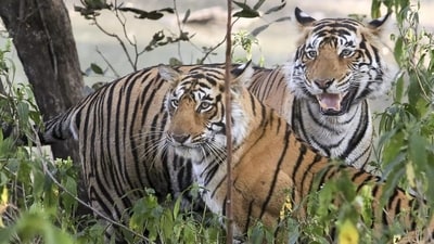 PM Modi also launched the International Big Cats Alliance which he said will focus on the protection and conservation of seven big cat species. (HT Archive) PM Modi also launched the International Big Cats Alliance which he said will focus on the protection and conservation of seven big cat species. (HT Archive)