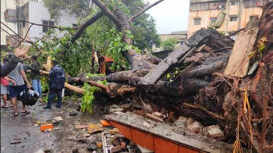 Unseasonal rains accompanied by gusty winds have led to 43 incidents of tree-fall in the city (HT PHOTO)