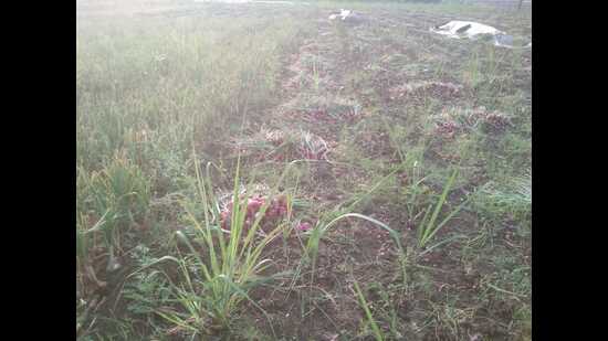 Unseasonal rains over the last three days have damaged crops in several districts of Maharashtra (HT PHOTO)