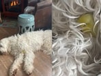 Dog and bird cuddling. Dog and bird cuddling.