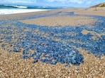 Blue jellyfish-like creatures wash up on California beaches. 