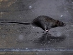 Representative image of a rat running across a sidewalk 