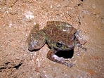 The frog that was discovered from Siju cave in Meghalaya's South Garo Hills district. (PTI Photo)