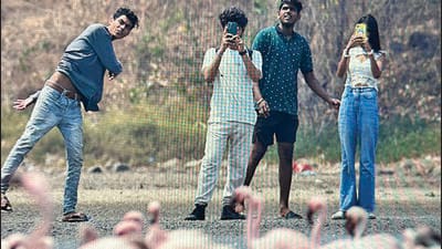Birdwatchers want flamingo habitat protected after youths’ misbehaviour Birdwatchers want flamingo habitat protected after youths’ misbehaviour