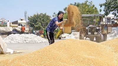 Bountiful harvests are crucial this year, as the country is running low on cereal stocks after a heatwave crimped wheat output by nearly 2 to 107 million tonne in 2022, stoking shortages and food inflation. (HT) Bountiful harvests are crucial this year, as the country is running low on cereal stocks after a heatwave crimped wheat output by nearly 2 to 107 million tonne in 2022, stoking shortages and food inflation. (HT)