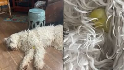 Dog and bird cuddling. (Reddit/@u/Efficient-Arachnid-9) Dog and bird cuddling. (Reddit/@u/Efficient-Arachnid-9)