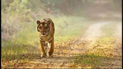 Dudhwa Tiger Reserve has been ranked under “very good” rating in the latest report on management effectiveness evaluation. (HT file) Dudhwa Tiger Reserve has been ranked under “very good” rating in the latest report on management effectiveness evaluation. (HT file)