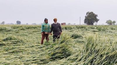 Farmers surveying a field after rain accompanied by high-velocity winds led to the lodging of wheat in the ripening stage of the crop in Amritsar on March 20. (Sameer Sehgal/HT)