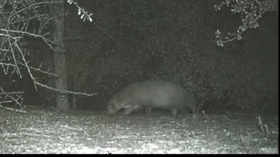 Mystery animal in Texas. (Facebook/@Bentsen-Rio Grande Valley State Park)