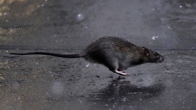 Representative image of a rat running across a sidewalk (REUTERS file)