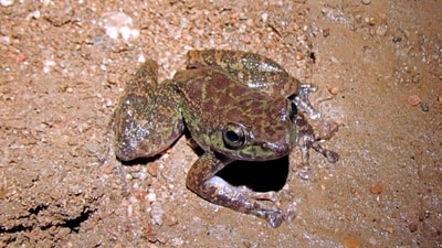 The frog that was discovered from Siju cave in Meghalaya's South Garo Hills district. (PTI Photo) The frog that was discovered from Siju cave in Meghalaya's South Garo Hills district. (PTI Photo)
