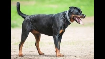 The administration has failed to check the stray dog menace, said locals. (Representational photo)
