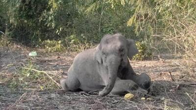 The carcass of calf was found on Tuesday morning. (Representative file image)