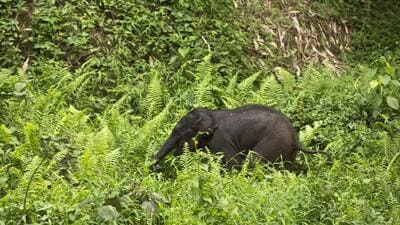 Three tigers reportedly killed a wild baby elephant in the Bandhavgarh Tiger Reserve in Madhya Pradesh’s Umaria district (AP)