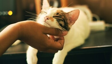 The post about a family choosing a cat over their nanny has created a chatter on Reddit (representational image). (Unsplash/@yerlinmatu) The post about a family choosing a cat over their nanny has created a chatter on Reddit (representational image). (Unsplash/@yerlinmatu)