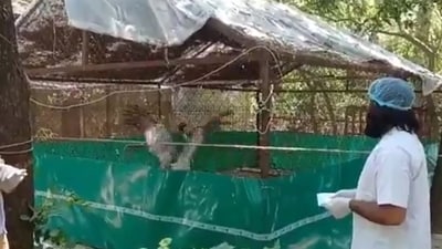 Mohammad Arif meets his 'friend' Sarus crane in Kanpur Zoo
