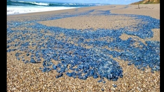 Blue jellyfish-like creatures wash up on California beaches. (Facebook/@Point Reyes National Seashore)