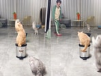 Cats play badminton with human. Cats play badminton with human.