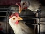 H3N8 is a kind of bird flu, which is extremely rare in humans. However, the strain doesn’t spread from person to person. 