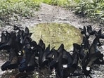 The image shows black-coloured butterflies mud puddling to collect salt. The image shows black-coloured butterflies mud puddling to collect salt.